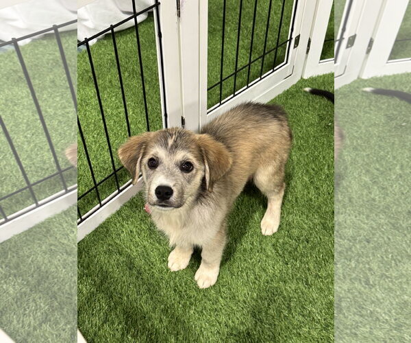 Medium Photo #1 Unknown-pomeranian spitz Mix Puppy For Sale in Sanford, FL, USA