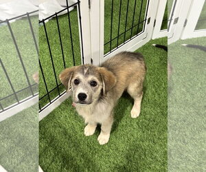 Unknown-pomeranian spitz Mix Dogs for adoption in Sanford, FL, USA