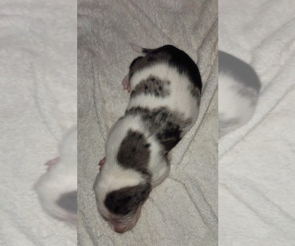 Medium Photo #1 Catahoula Leopard Dog Puppy For Sale in CUMBY, TX, USA