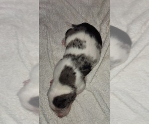 Catahoula Leopard Dog Puppy for sale in CUMBY, TX, USA