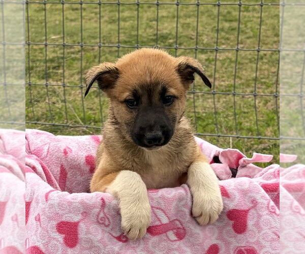 Medium Photo #19 Shollie Puppy For Sale in Sebec, ME, USA