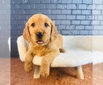 Small #4 Golden Retriever