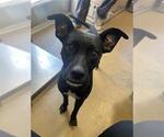 Small #1 Labrador Retriever Mix
