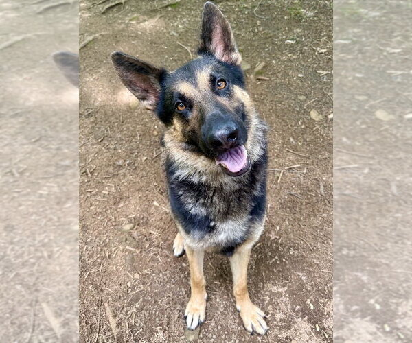 Medium Photo #1 German Shepherd Dog Puppy For Sale in Cranford, NJ, USA