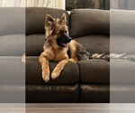Small Photo #34 German Shepherd Dog Puppy For Sale in LA FAYETTE, NY, USA