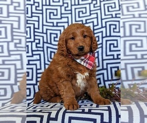 Goldendoodle (Miniature) Puppy for sale in OXFORD, PA, USA