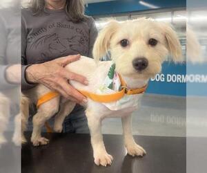 Maltese-Unknown Mix Dogs for adoption in San Martin, CA, USA