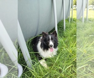 Mother of the Shetland Sheepdog puppies born on 06/08/2025