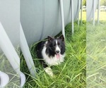 Small Photo #1 Shetland Sheepdog Puppy For Sale in APPLEGATE, MI, USA