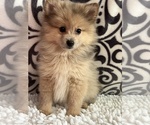 Small Photo #4 Pomeranian Puppy For Sale in MARTINSVILLE, IN, USA