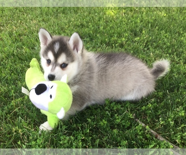 Medium Photo #17 Alaskan Klee Kai Puppy For Sale in WINCHESTER, OH, USA