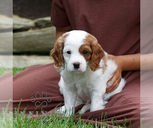 Cavapoo Puppy for sale in KINZERS, PA, USA