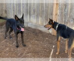 Small #6 German Shepherd Dog Mix