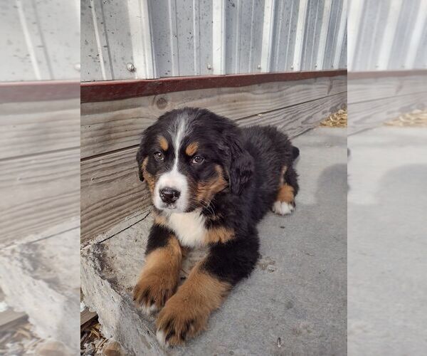 Medium Photo #8 Bernese Mountain Dog Puppy For Sale in MEMPHIS, MO, USA