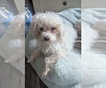 Small Poodle (Toy)