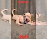Small Photo #3 American Bulldog Puppy For Sale in CLAYMONT, DE, USA