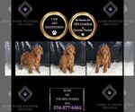 Small Photo #113 Poodle (Toy) Puppy For Sale in WARSAW, IN, USA