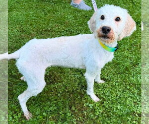 Poodle (Standard)-Unknown Mix Dogs for adoption in Clarkston, MI, USA