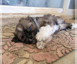 Small Photo #4 Lhasa Apso Puppy For Sale in HESPERIA, CA, USA