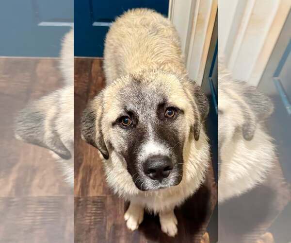 Medium Photo #7 Anatolian Pyrenees Puppy For Sale in Higley, AZ, USA