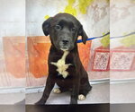 Small Mastiff
