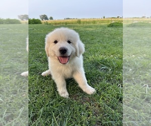 Great Pyrenees Litter for sale in MARSHVILLE, NC, USA
