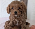 Small Photo #49 Cavapoo (Miniature) Puppy For Sale in GOSHEN, IN, USA