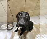 Small #2 Labrador Retriever Mix