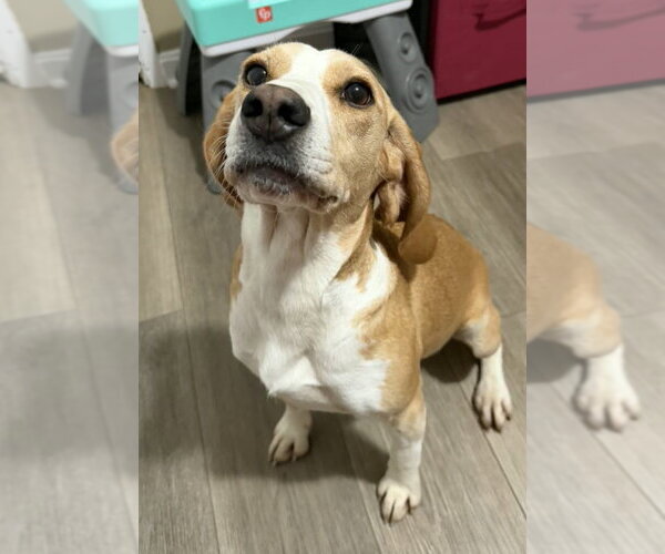 Medium Photo #4 Beagle Puppy For Sale in Dunnellon, FL, USA