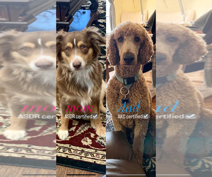 Father of the Miniature Australian Shepherd-Poodle (Standard) Mix puppies born on 09/29/2022