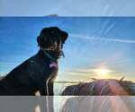 Litter of 7 - Male(s) and Female(s) Labrador RetrieverLitter of Puppies for Sale - Photo #20
