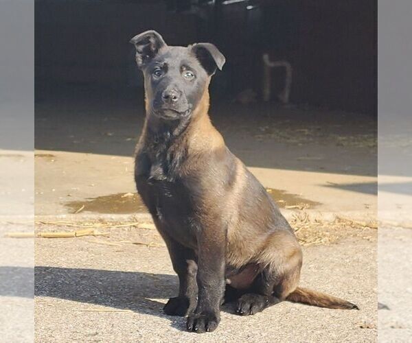 Medium Photo #1 Belgian Malinois Puppy For Sale in STRASBURG, PA, USA