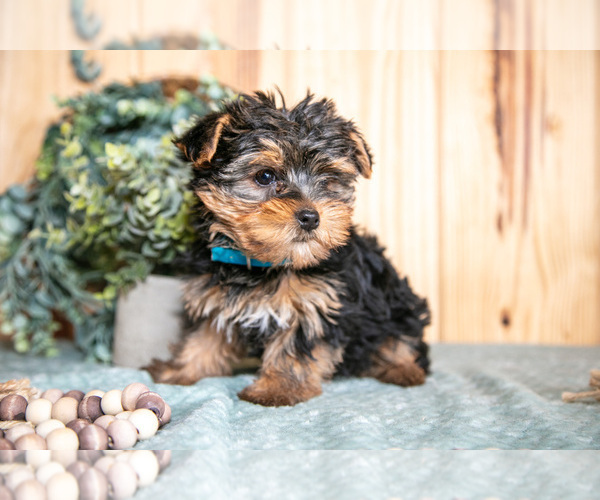 Medium Photo #6 Yorkshire Terrier Puppy For Sale in QUARRYVILLE, PA, USA