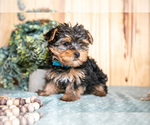Small Photo #6 Yorkshire Terrier Puppy For Sale in QUARRYVILLE, PA, USA