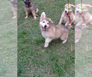 German Shepherd Dog Puppy for sale in DADE CITY, FL, USA