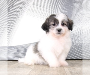 Zuchon Puppy for sale in WESTPOINT, IN, USA