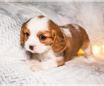 Small Photo #14 Cavalier King Charles Spaniel Puppy For Sale in WAKARUSA, IN, USA