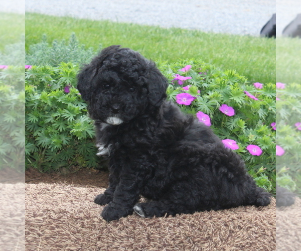Medium Photo #2 Poodle (Miniature)-Sheepadoodle Mix Puppy For Sale in STRASBURG, PA, USA