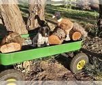 Small Photo #76 German Shorthaired Pointer Puppy For Sale in EVANSVILLE, WY, USA