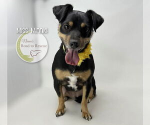 Rat-Cha Dogs for adoption in Benton, LA, USA