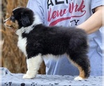 Small Photo #3 Miniature American Shepherd Puppy For Sale in LEXINGTON, KY, USA