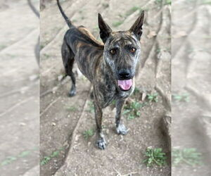 Rhodesian Ridgeback-Unknown Mix Dogs for adoption in Riverside, CA, USA