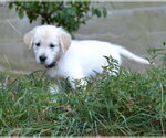 Small #1 Golden Retriever