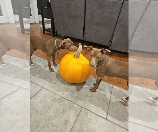 Medium Photo #4 Chihuahua-Unknown Mix Puppy For Sale in Woodbury, NY, USA