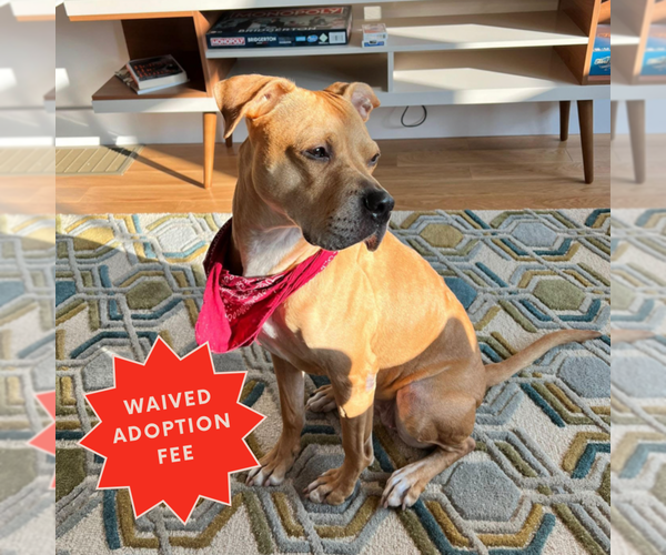 Medium Photo #7 American Pit Bull Terrier-Unknown Mix Puppy For Sale in Brooklyn, NY, USA