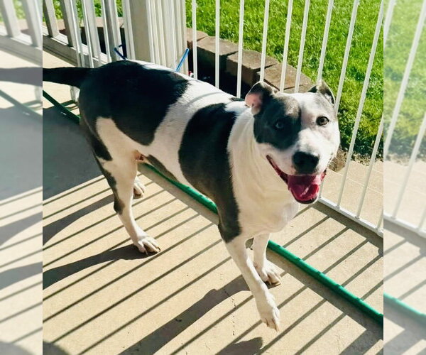 Medium Photo #5 American Pit Bull Terrier-Unknown Mix Puppy For Sale in Germantown, OH, USA