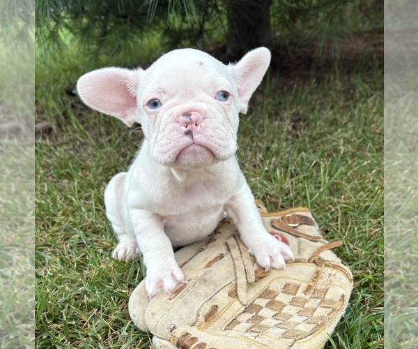 Medium Photo #3 French Bulldog Puppy For Sale in MIDDLEBURY, IN, USA