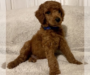 Poodle (Standard) Puppy for Sale in PARIS, Tennessee USA