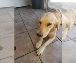 Small Photo #4 Golden Retriever Puppy For Sale in MENIFEE, CA, USA