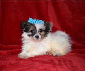 Pom-A-Poo Puppy for sale in BARNESVILLE, KS, USA